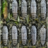 pyr armoricanus pupa7 volg2